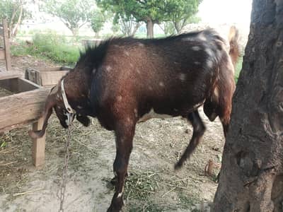 03107380963 call or Whatsapp contact serious persen