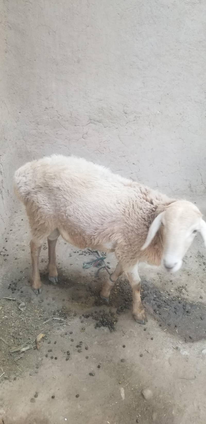 قربانی کا دنبا 1