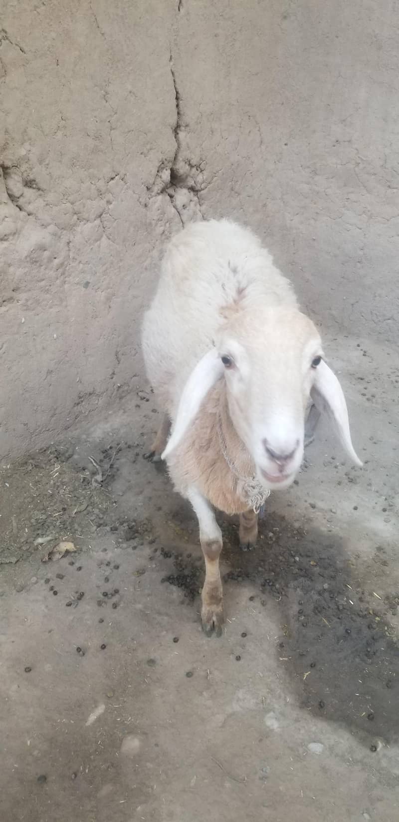 قربانی کا دنبا 2