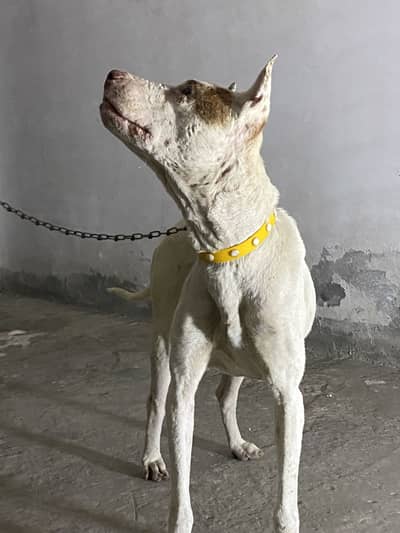 Dog bohat acha hai achi nasal ka hai