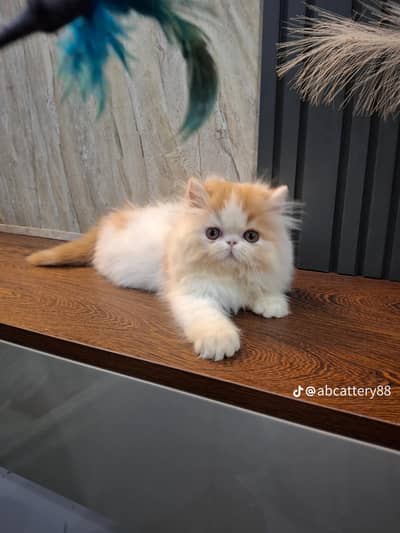 Persian cat triple kot,for sale,my WhatsApp 03493317649