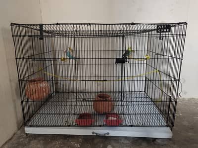birds with cage