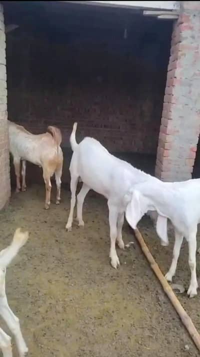 bakray for qurbani 2026