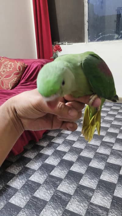 rawa baby parrot male handtam hona strt ho rha