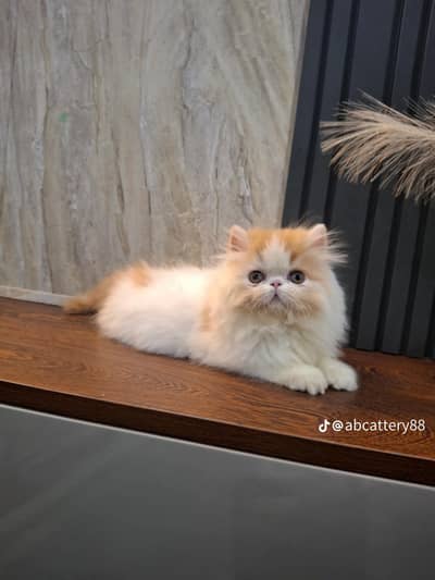 Persian cat triple kot,for sale,my WhatsApp 03493317649