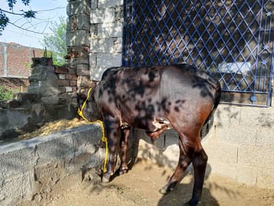 Male Bull Donda 3.5 Man