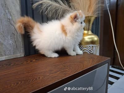 Persian cat triple kot,for sale,my WhatsApp 03493317649