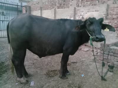 Male Buffalo Bull For Qurbani 2 Dant