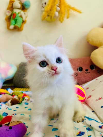 Persian cat for sale my WhatsApp number  03703659905