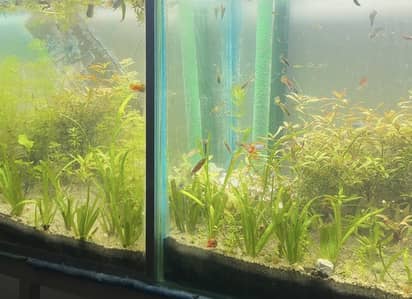High Quality Guppy Fish for Sale