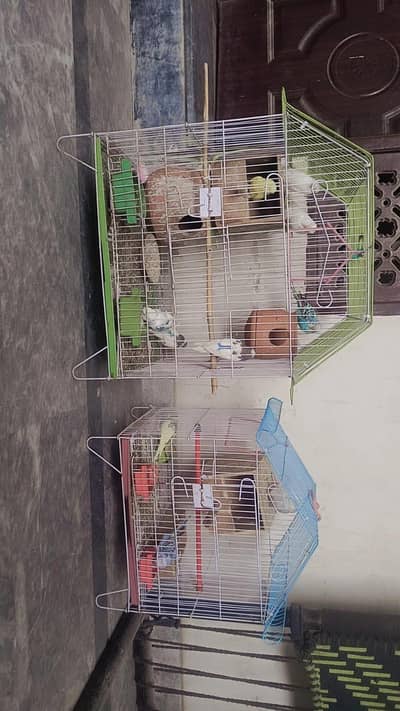 12 parrots for sale with cage argent