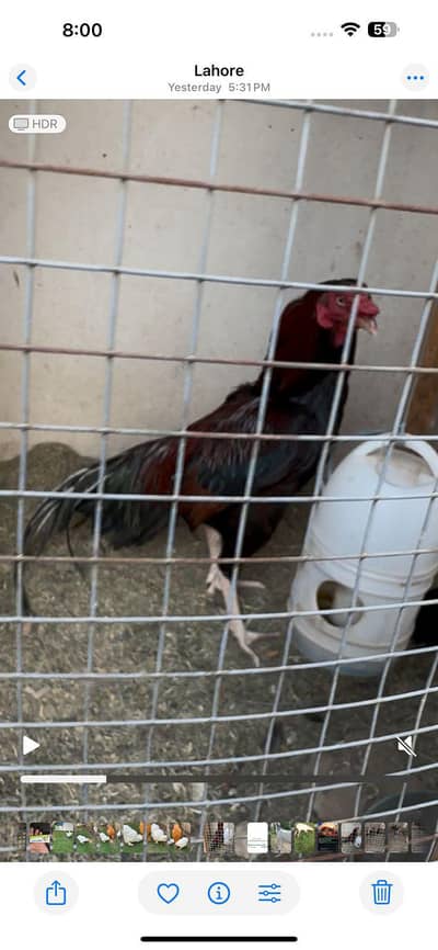 Aseel Hens