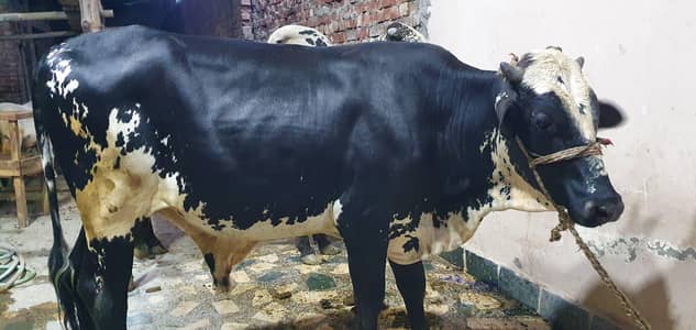 beautiful bull 2 dant