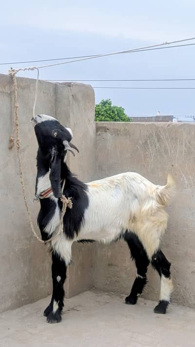 BAKRA - QURBANI 2026