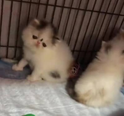Persian cat triple cod for sale,my WhatsApp 03265565734