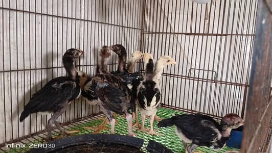 german 0 shamo chick#Aseel mianwali chicks # pure breed available