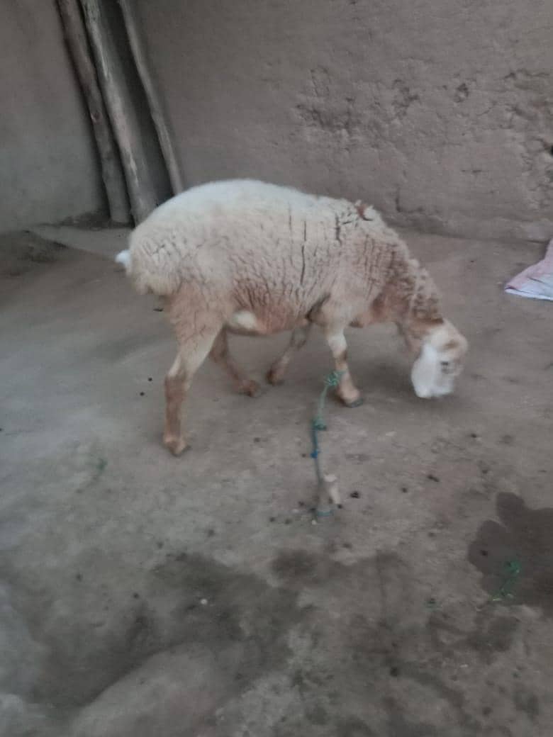 قربانی کا دنبا 4