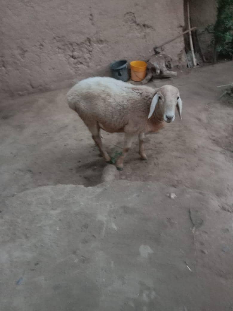 قربانی کا دنبا 5