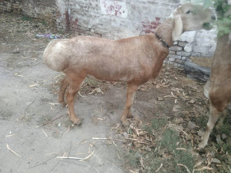 Turkey Dumba 3