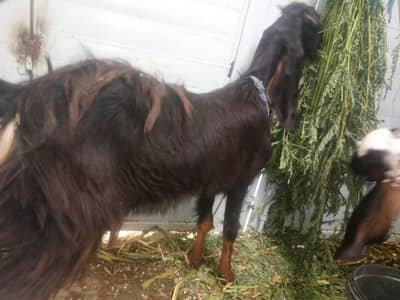 Khassi bakrey  goat