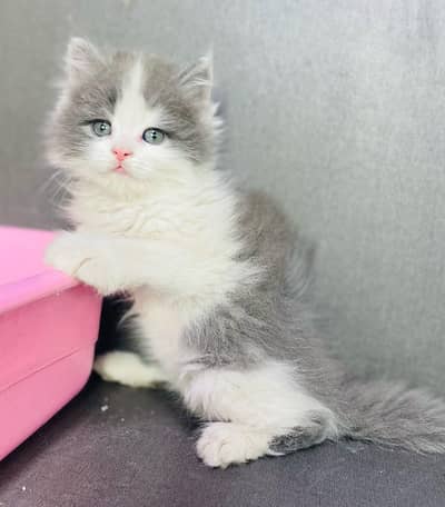 Persian cat triple kot,for sale,my WhatsApp 03493317649
