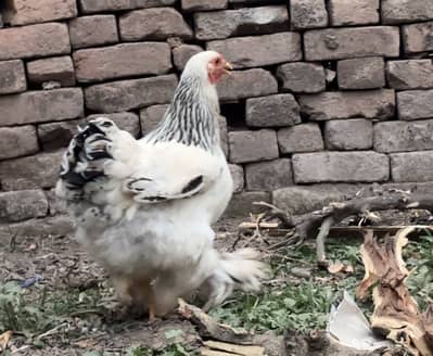 Brahma hens