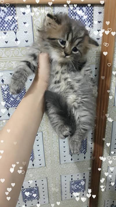 Persian trriple coat punch face