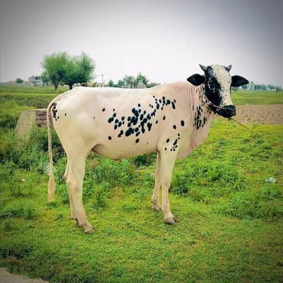 2 dant home breed Desi . .