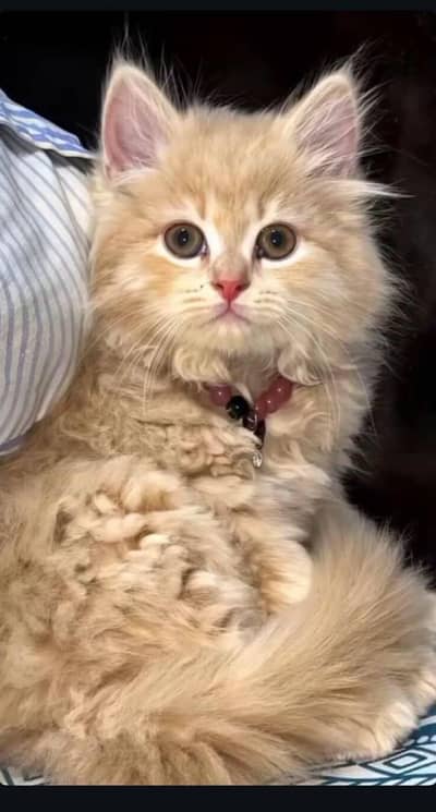 friendly male cat available with triple coat. Price can be negotiable