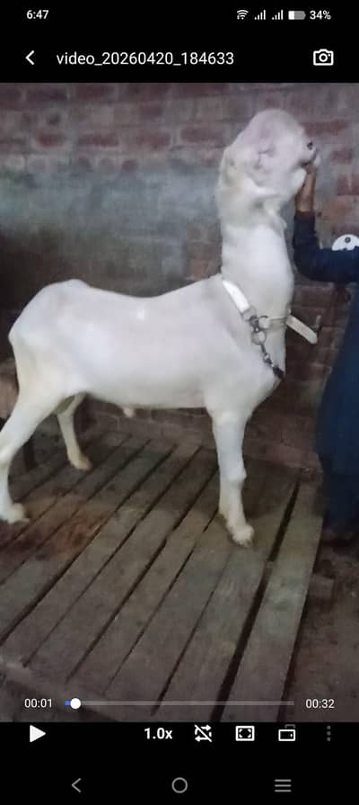 Mundra chatra | bakra  | chatra | sheep