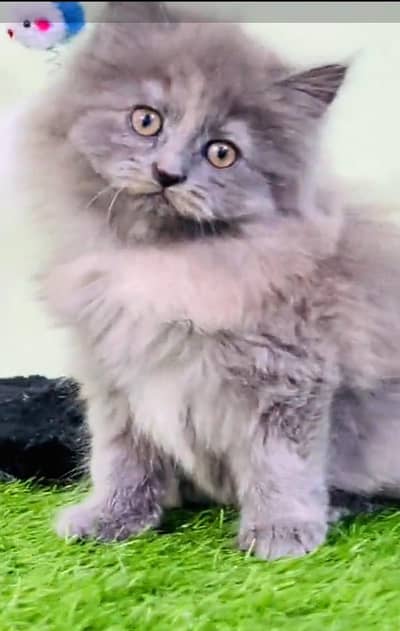 Persian cat triple kot,for sale,my WhatsApp 03493317649