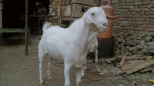 2 dannt gulabi bakra