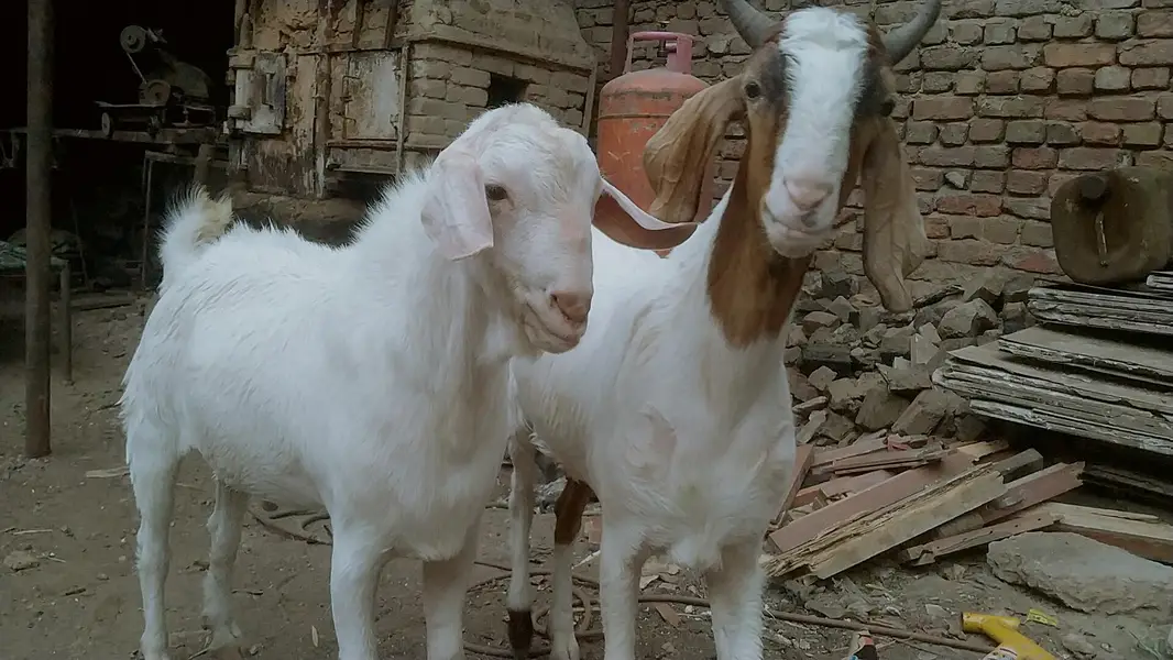 2 dannt gulabi bakra — photo 2