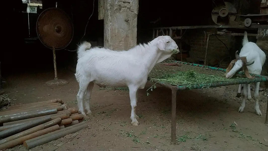 2 dannt gulabi bakra — photo 3