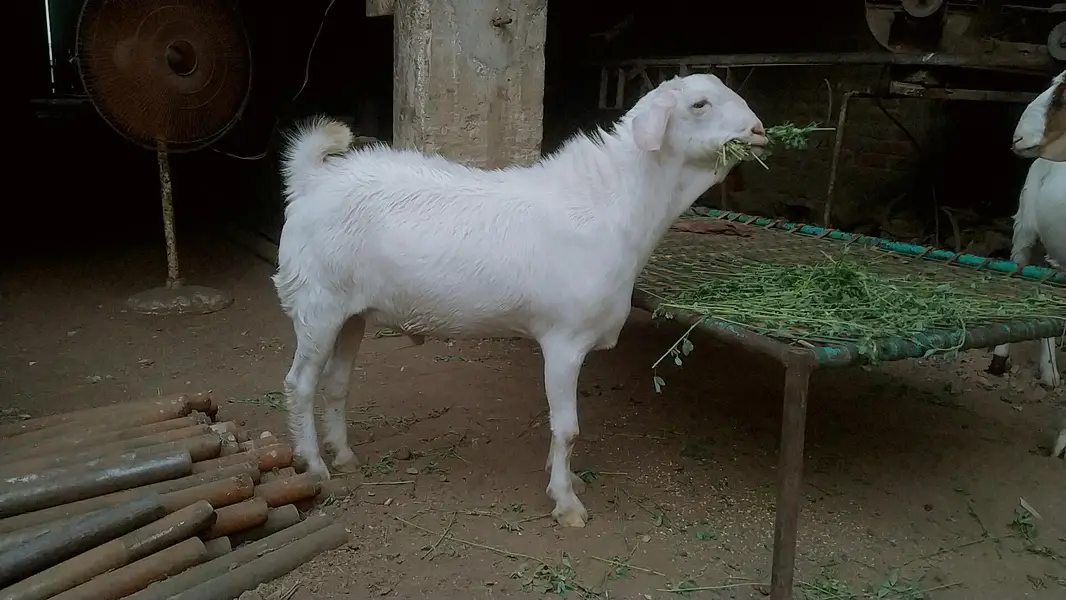 2 dannt gulabi bakra — photo 4