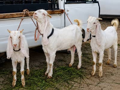 Gulabi Bakri with 2 Kids
