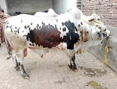 qurbani janvar