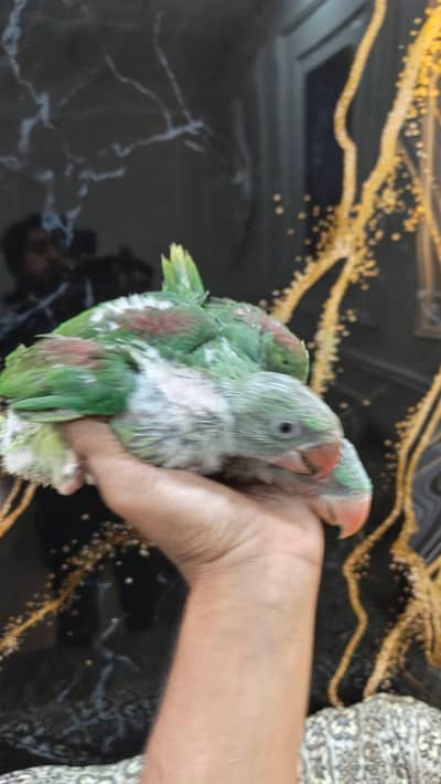 raw parrot chicks