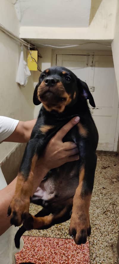 rottweiler puppies