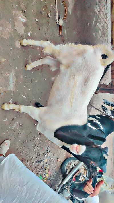2 daant Bakry for sale