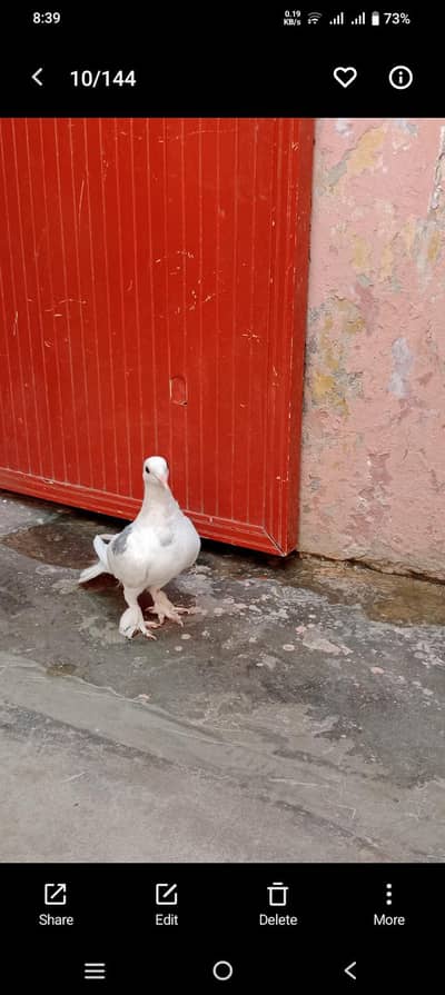 pigeon