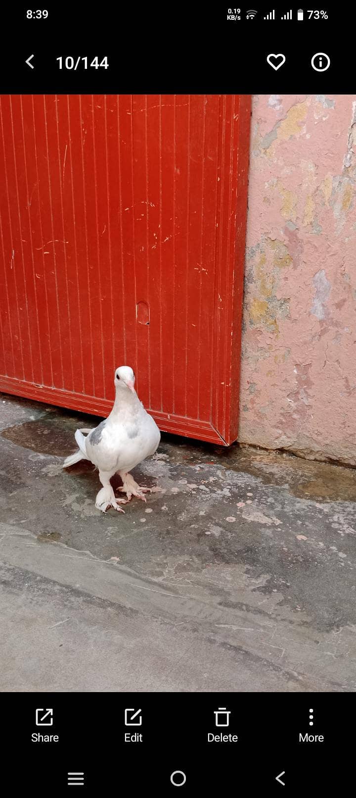 pigeon 0