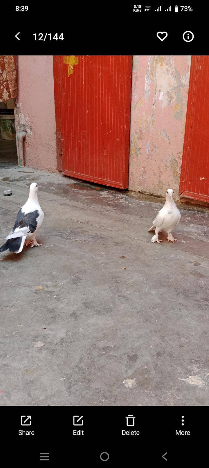 pigeon 1
