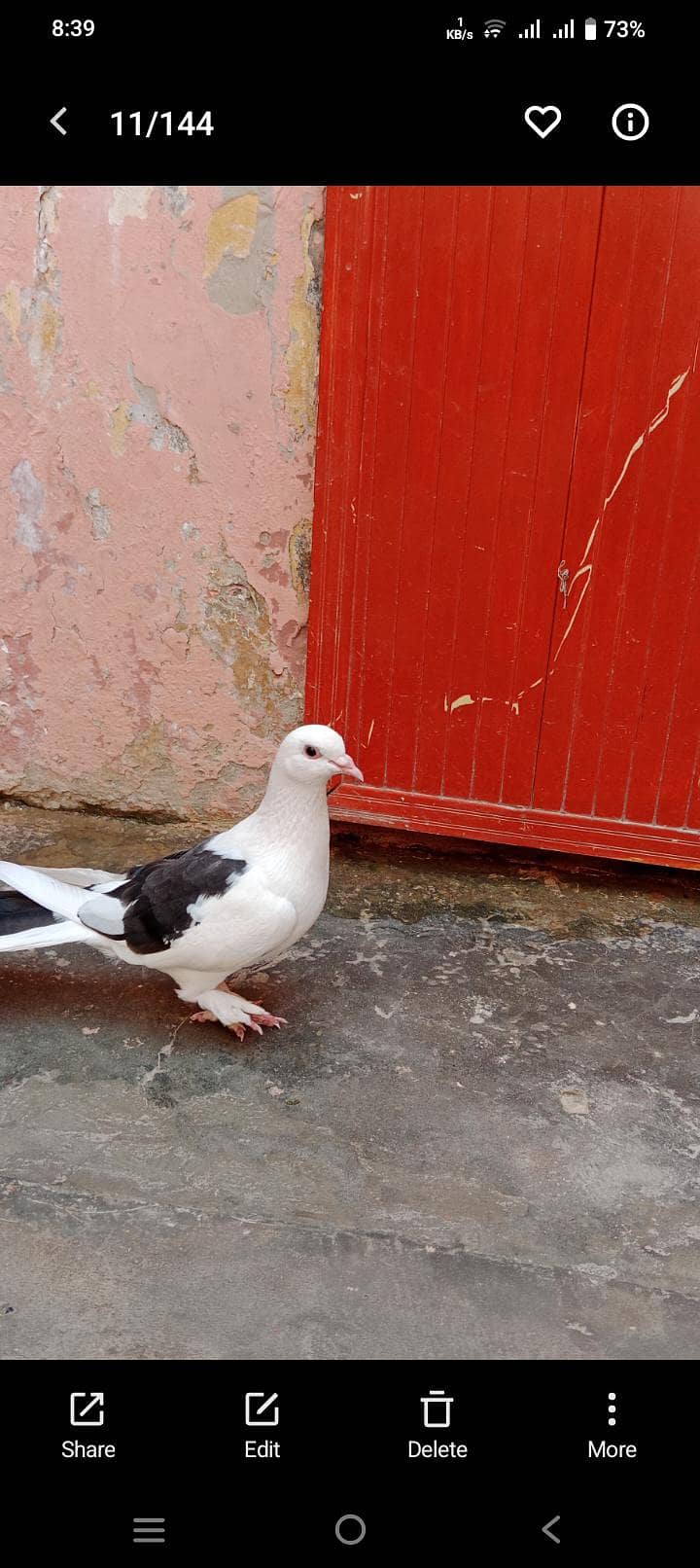 pigeon 2