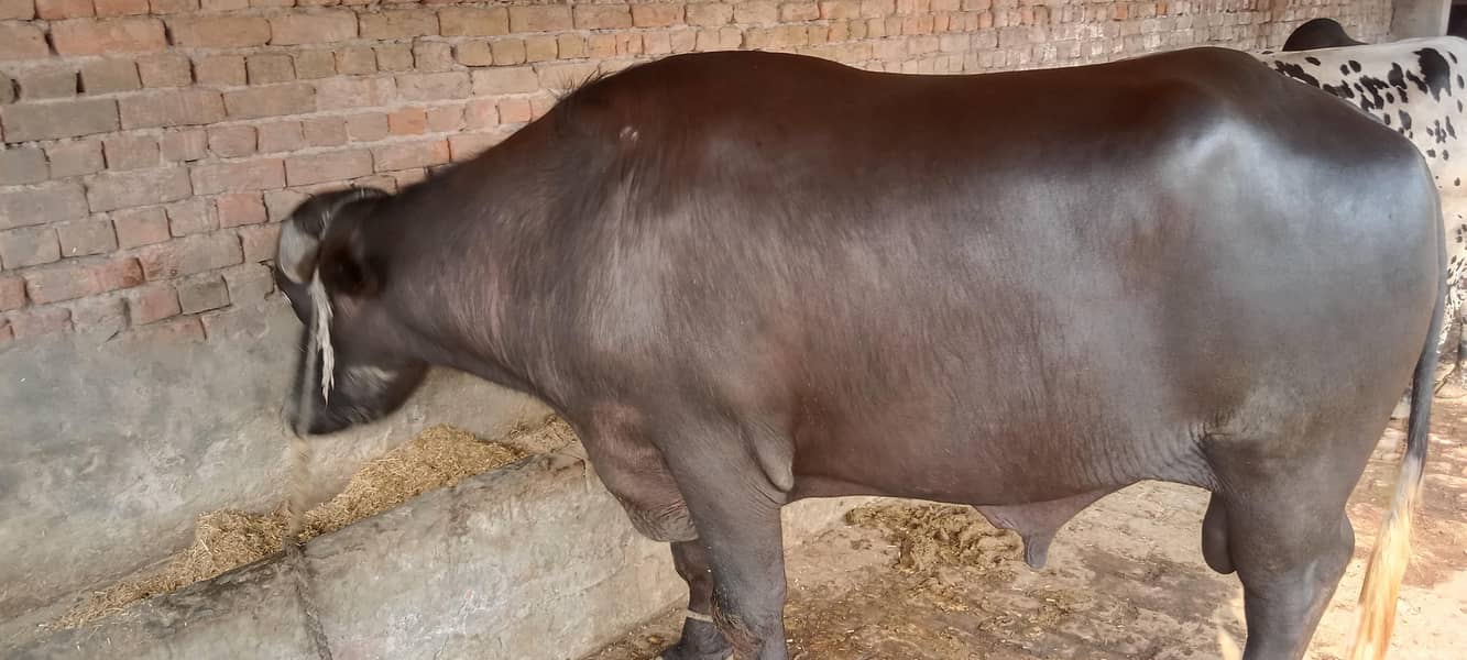 جوٹا فار سیل ہے اجتماعی قربانی کے لیے بہترین جانور ہے 1