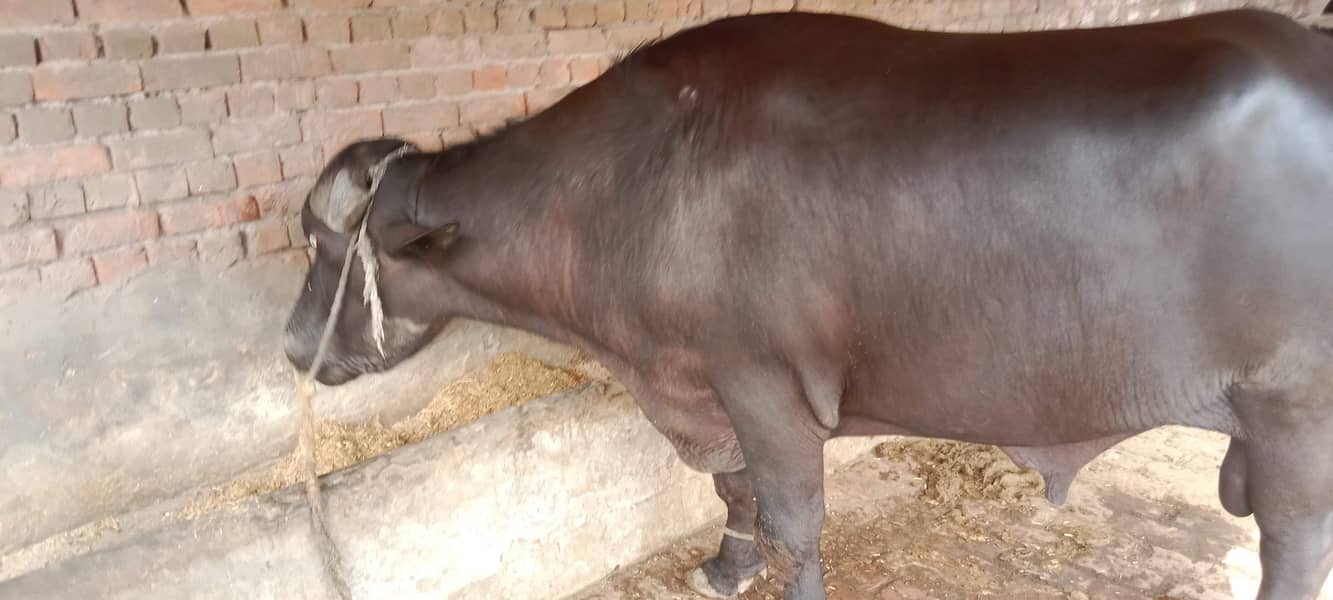 جوٹا فار سیل ہے اجتماعی قربانی کے لیے بہترین جانور ہے 2