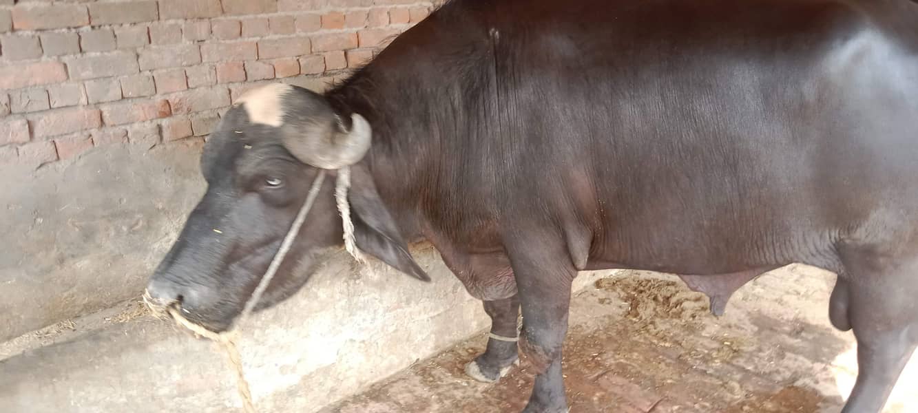جوٹا فار سیل ہے اجتماعی قربانی کے لیے بہترین جانور ہے 3