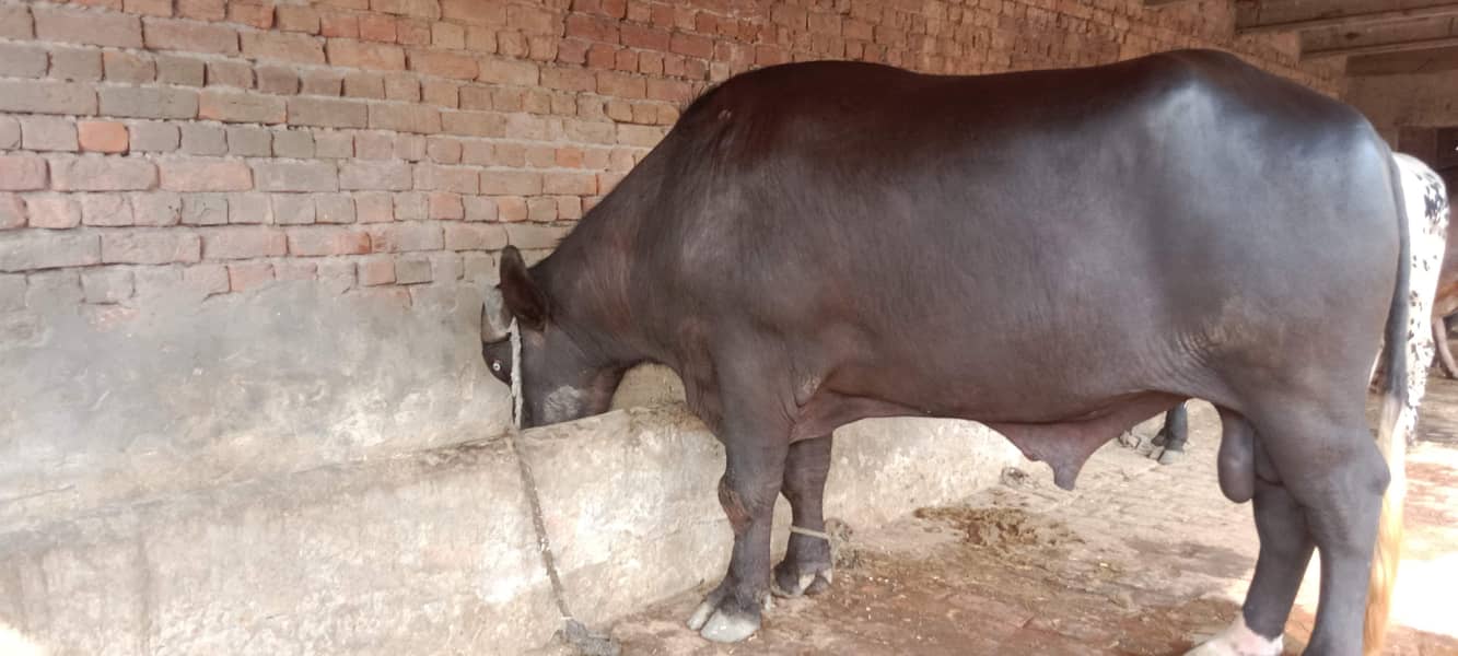 جوٹا فار سیل ہے اجتماعی قربانی کے لیے بہترین جانور ہے 4