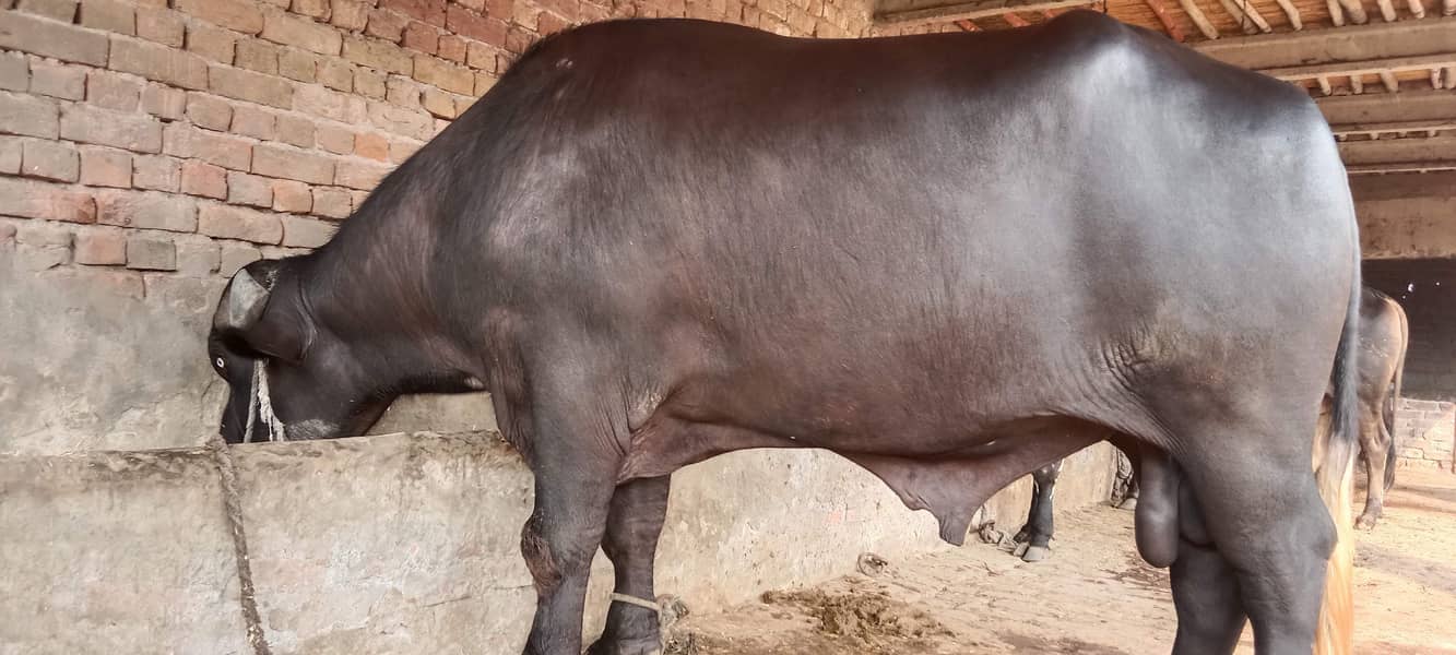 جوٹا فار سیل ہے اجتماعی قربانی کے لیے بہترین جانور ہے 5