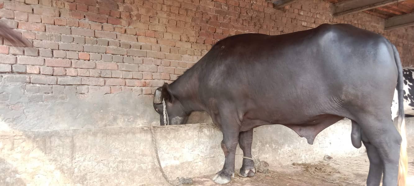 جوٹا فار سیل ہے اجتماعی قربانی کے لیے بہترین جانور ہے 6